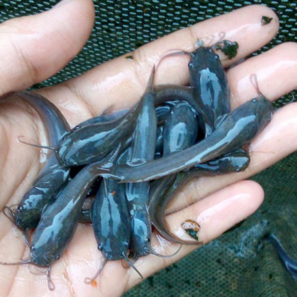 bibit lele sangkuriang 100 biji