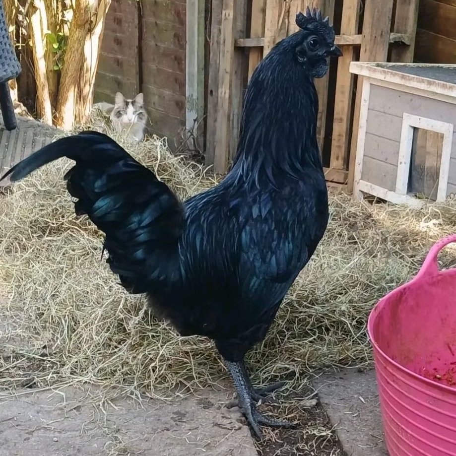 TELUR AYAM CEMANI ORIGINAL UNTUK DITETASKAN