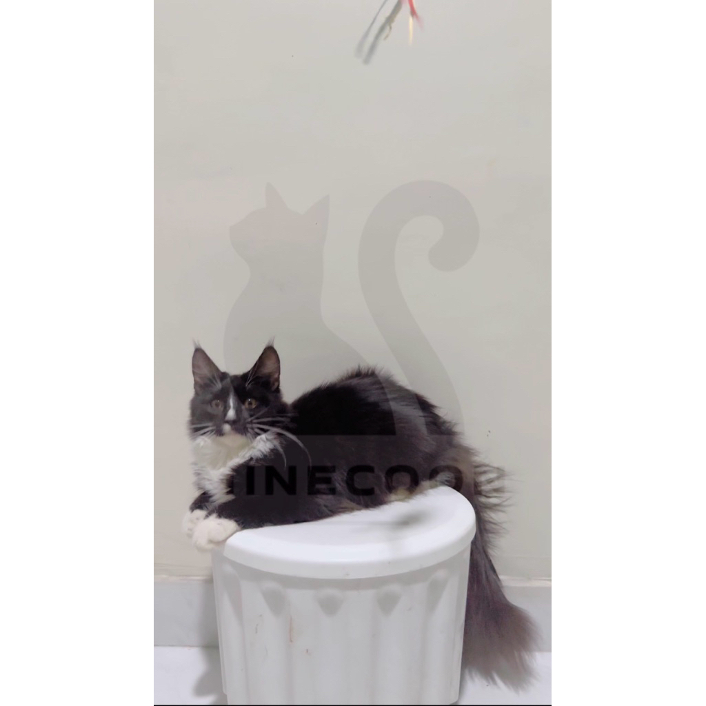 Kucing Maine Coon Kitten 3 Bulan Jantan/Betina - Sehat No Jamur No Kutu