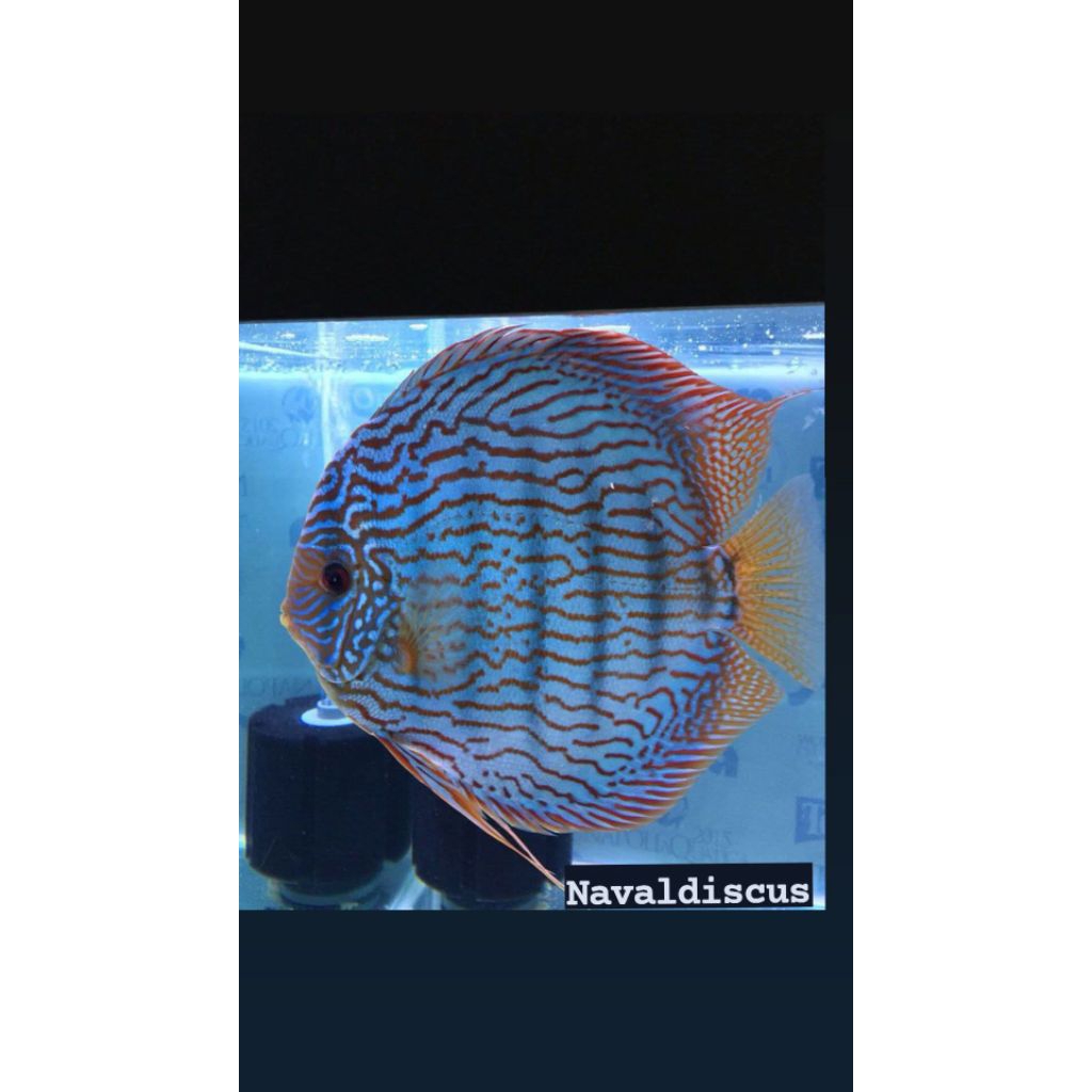 Discus aquascape heckel croos ikan hias aquarium