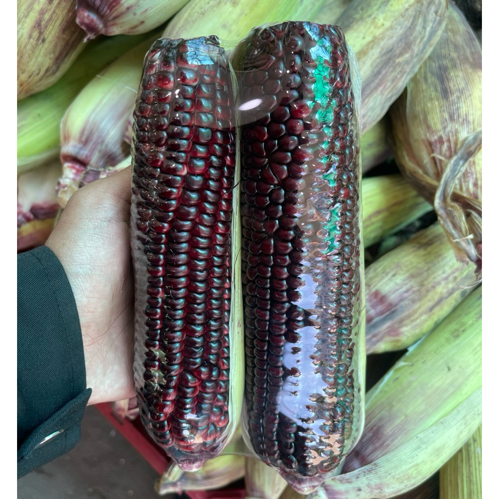Jagung Ketan Hitam Nusantara Fresh 1kg / Jagung Ketan Hitam Super