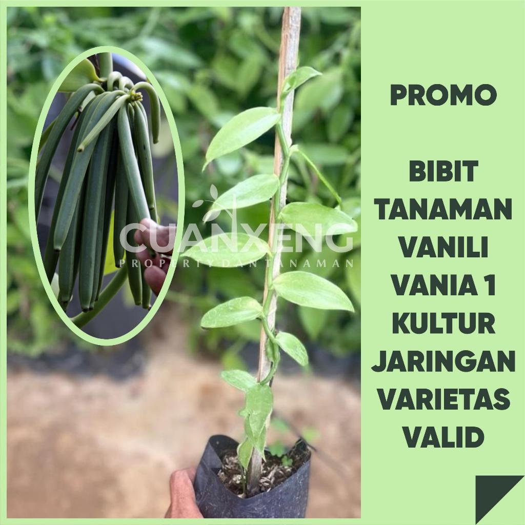[PREMIUM] Bibit Vanili Vania 1 Siap Tanam – Hasil Kultur Jaringan, Seragam & Super Produktif