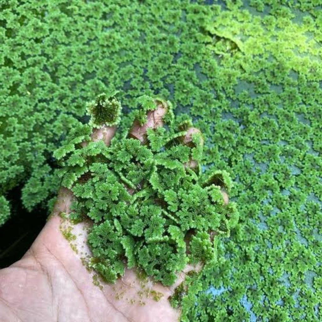 azolla rumput pakan ternak
