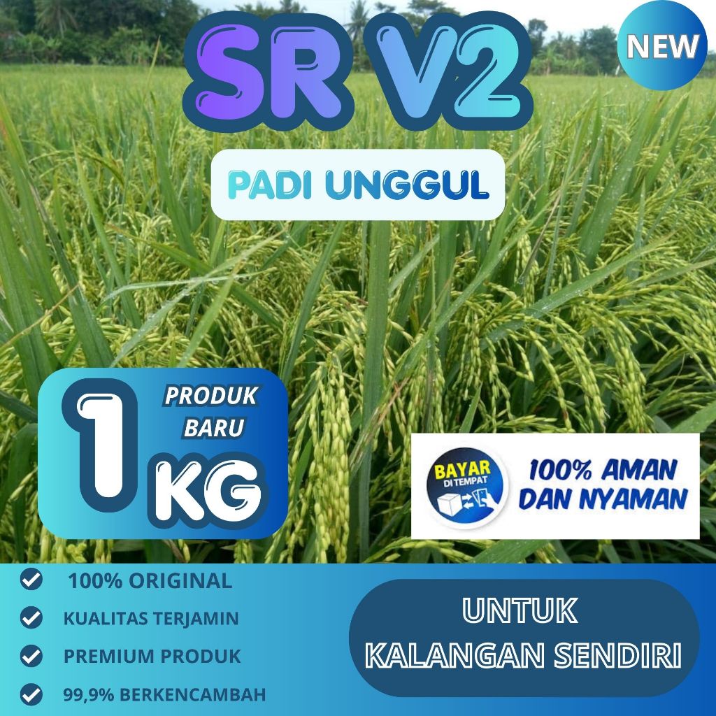 benih padi SR V2 super genjah premium 1kg