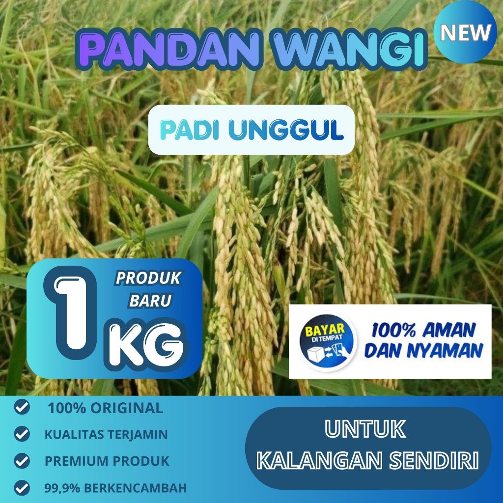 Benih Padi Pandan Wangi Asli 1kg Aroma Wangi
