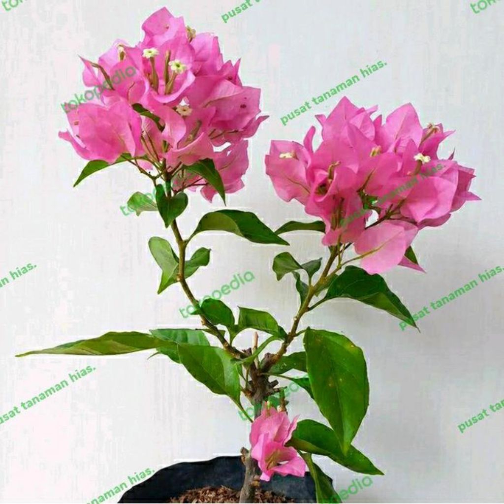 Bahan stek bougenville bunga pink Besar paket 10btg