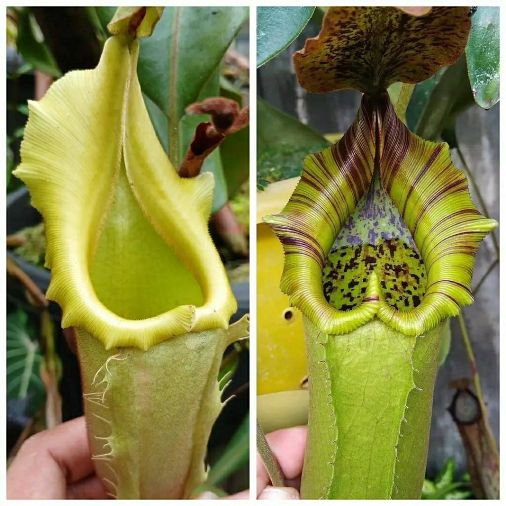 Nepenthes Veitchii x Truncata 31 MT