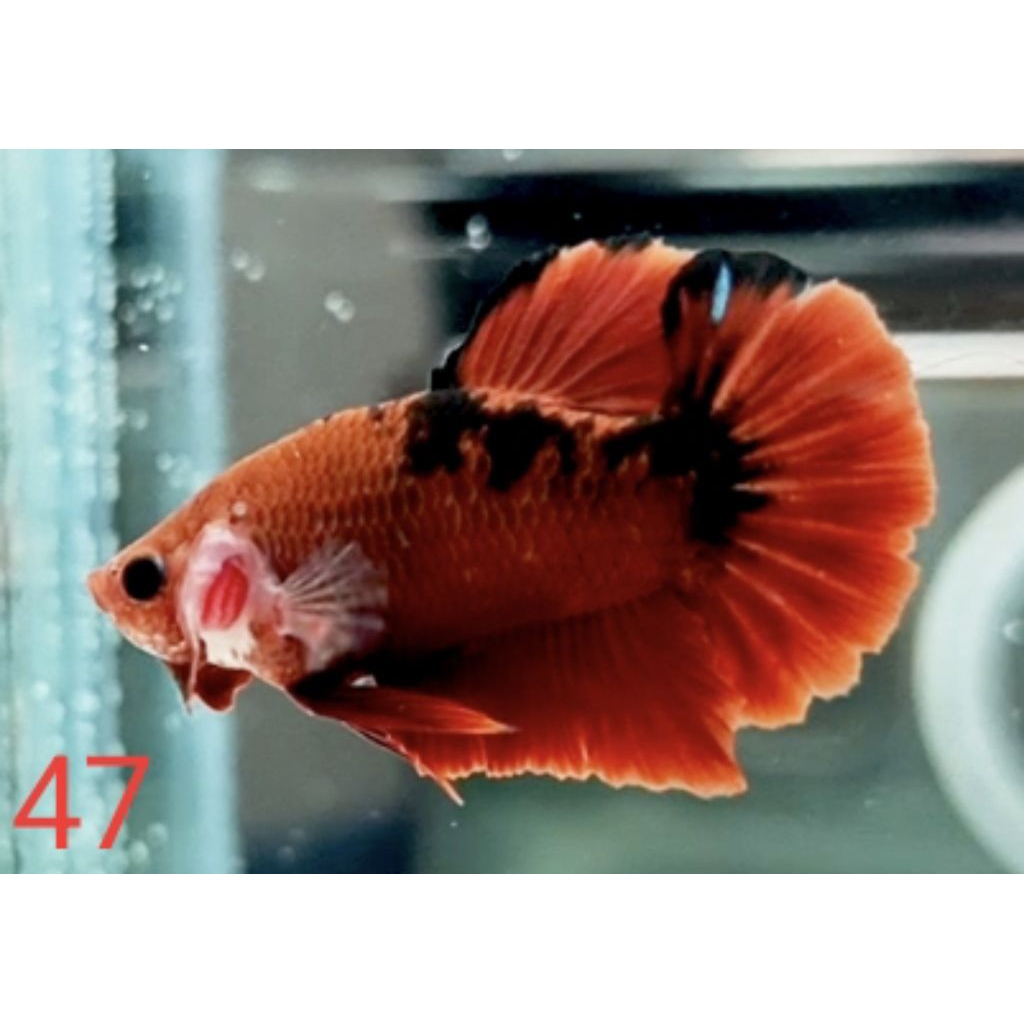 PLAKAT HELLBOY
