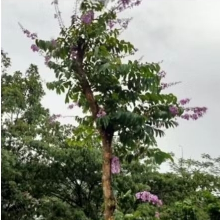 pohon bungur bunga ungu.