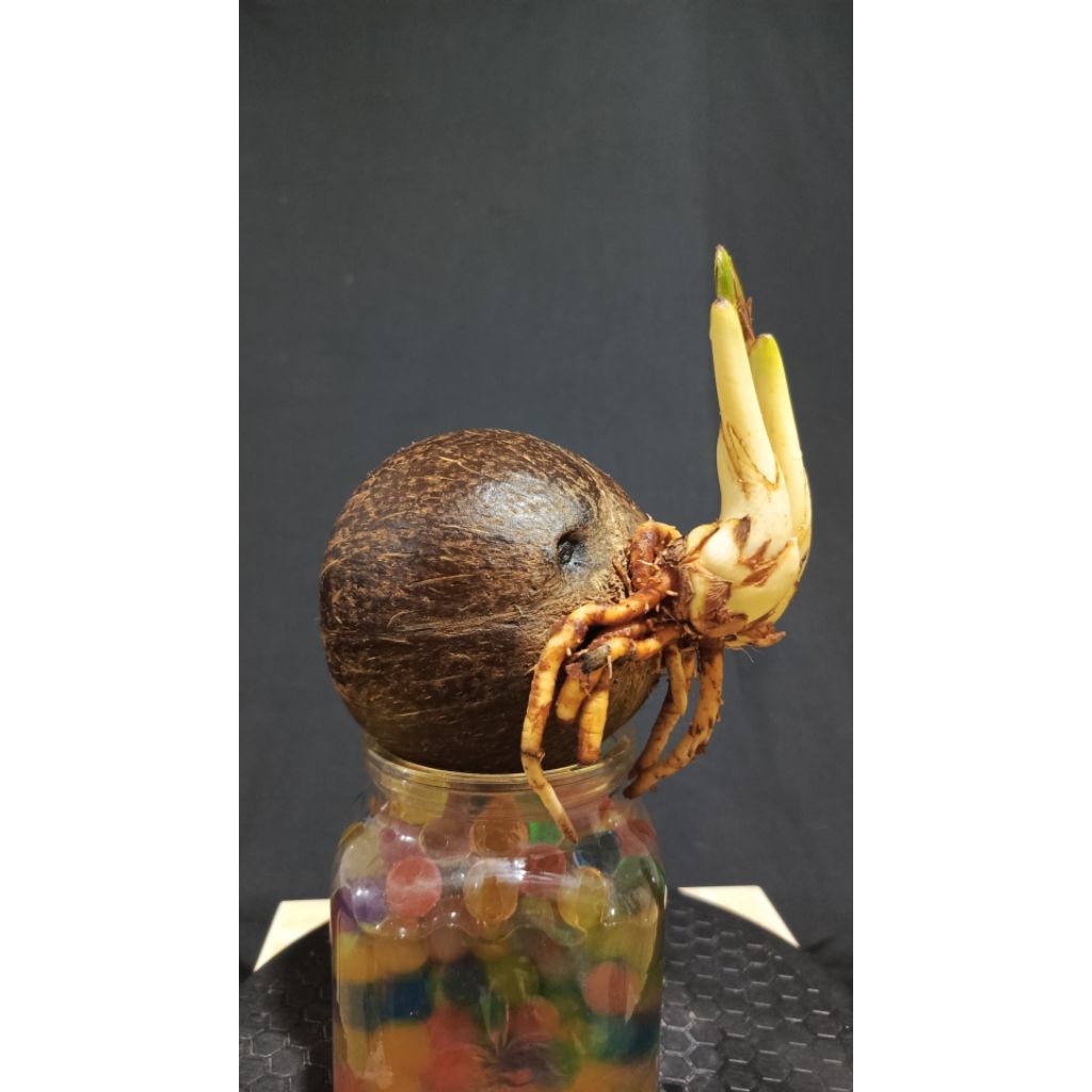 BONSAI KELAPA TUNAS DUA