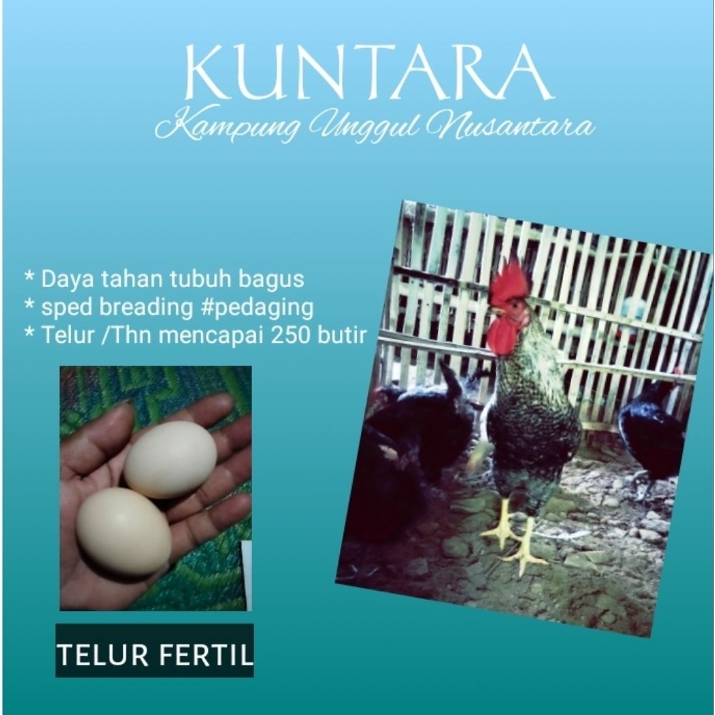 telur tetas ayam KUNTARA 4