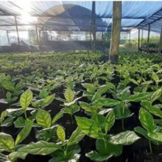 bibit kopi arabika