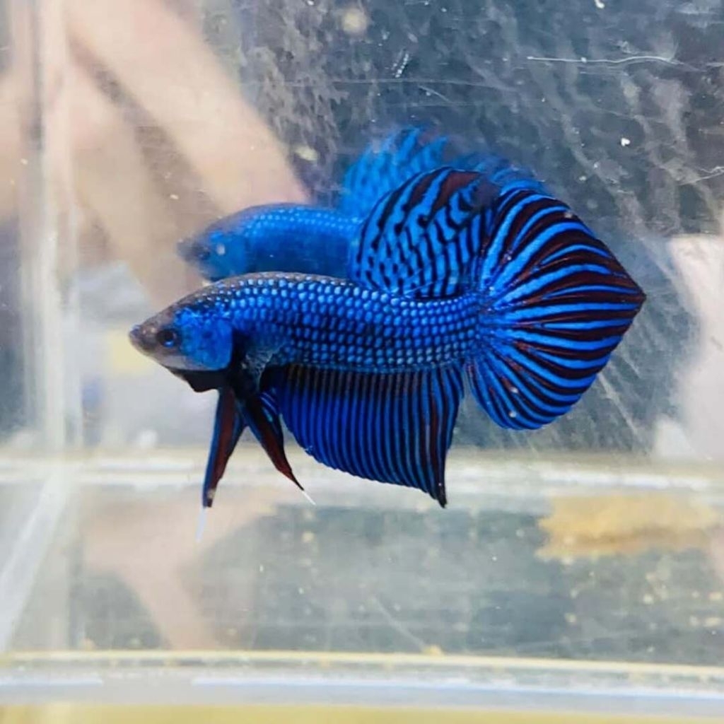 Wild Betta Mahachai Spade Tail Kualitas Premium Grade A