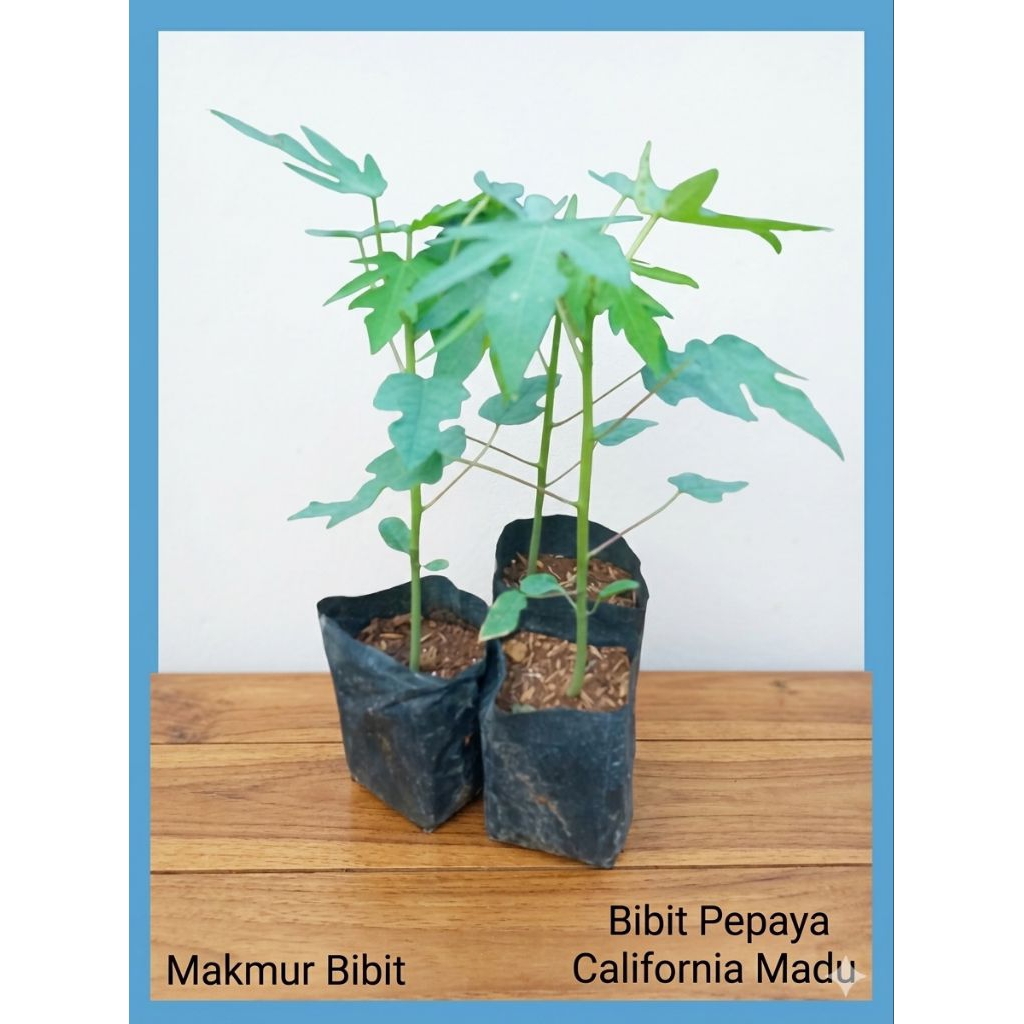 Bibit pepaya California MADU