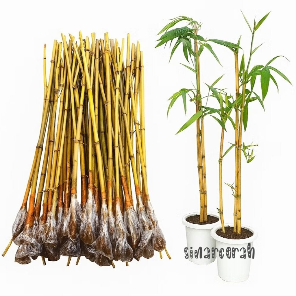 Bibit Stek Bambu Kuning panjang 30cm/Ampel kuning/bongol bambu kuning