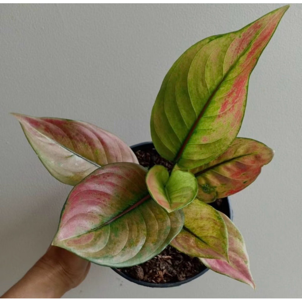Tanaman Hias Aglonema Hengheng - Aglonema Hengheng