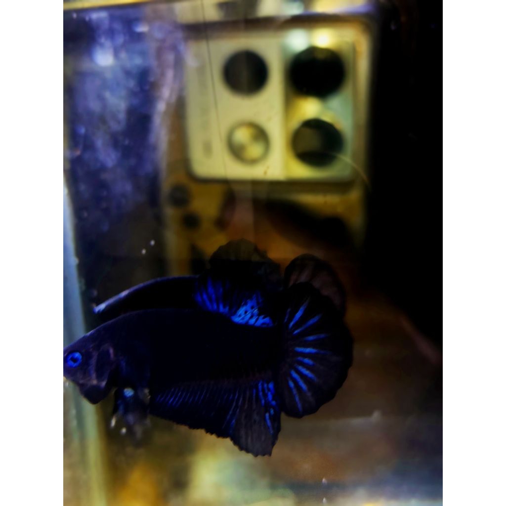 ikan cupang avatar