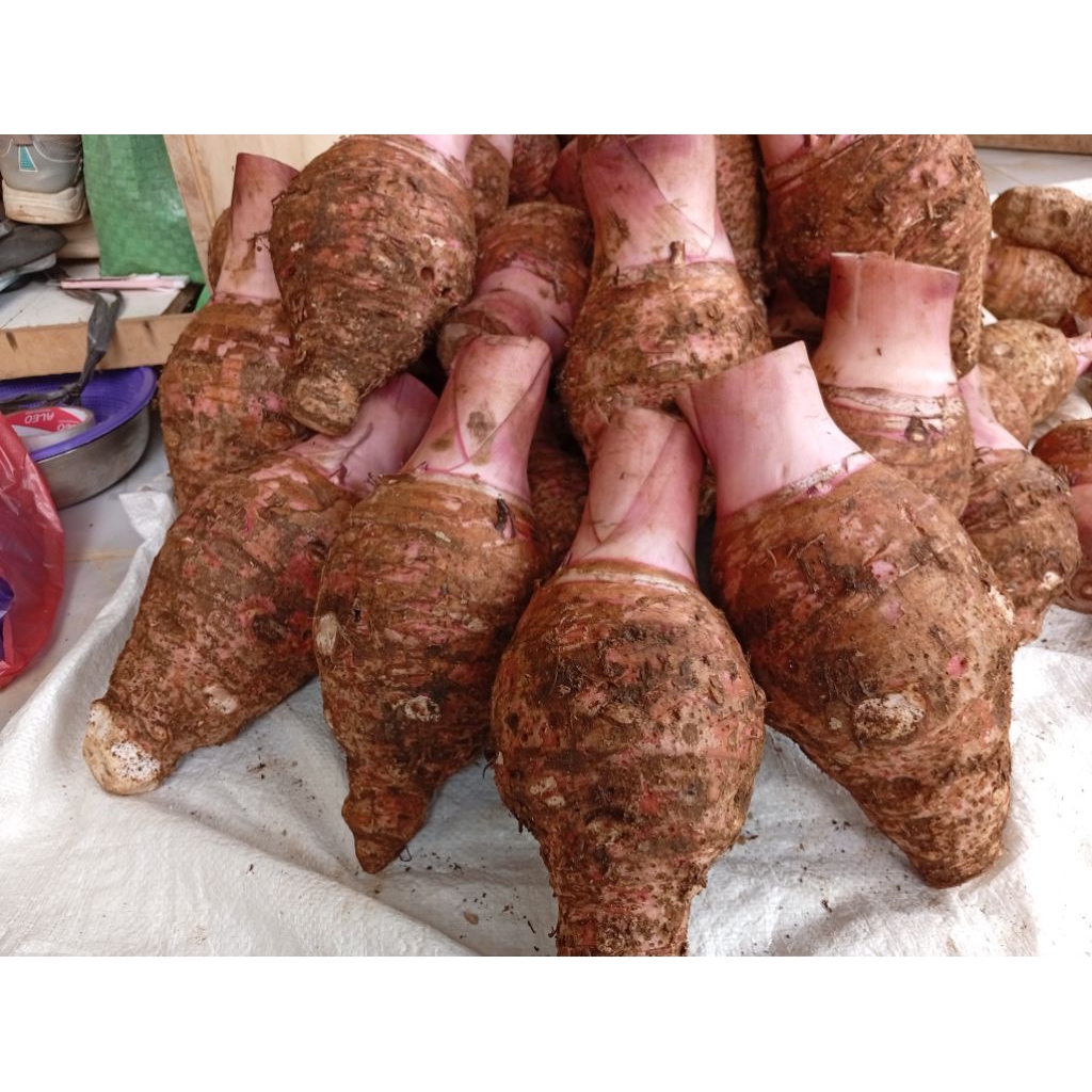 umbi talas pratama 3/talas ungu 2kg