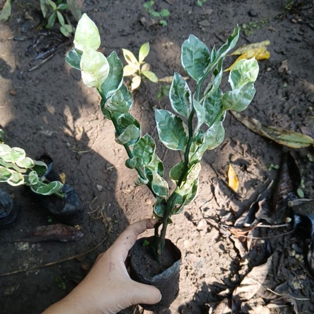 Tanaman patah tulang mangkok varigata (zig-zag plant)