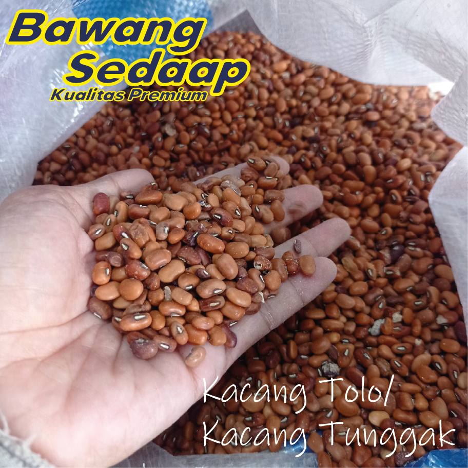 Kacang Tolo/Kacang Merah Tolo/Kacang Tunggak-OTOK Lokal