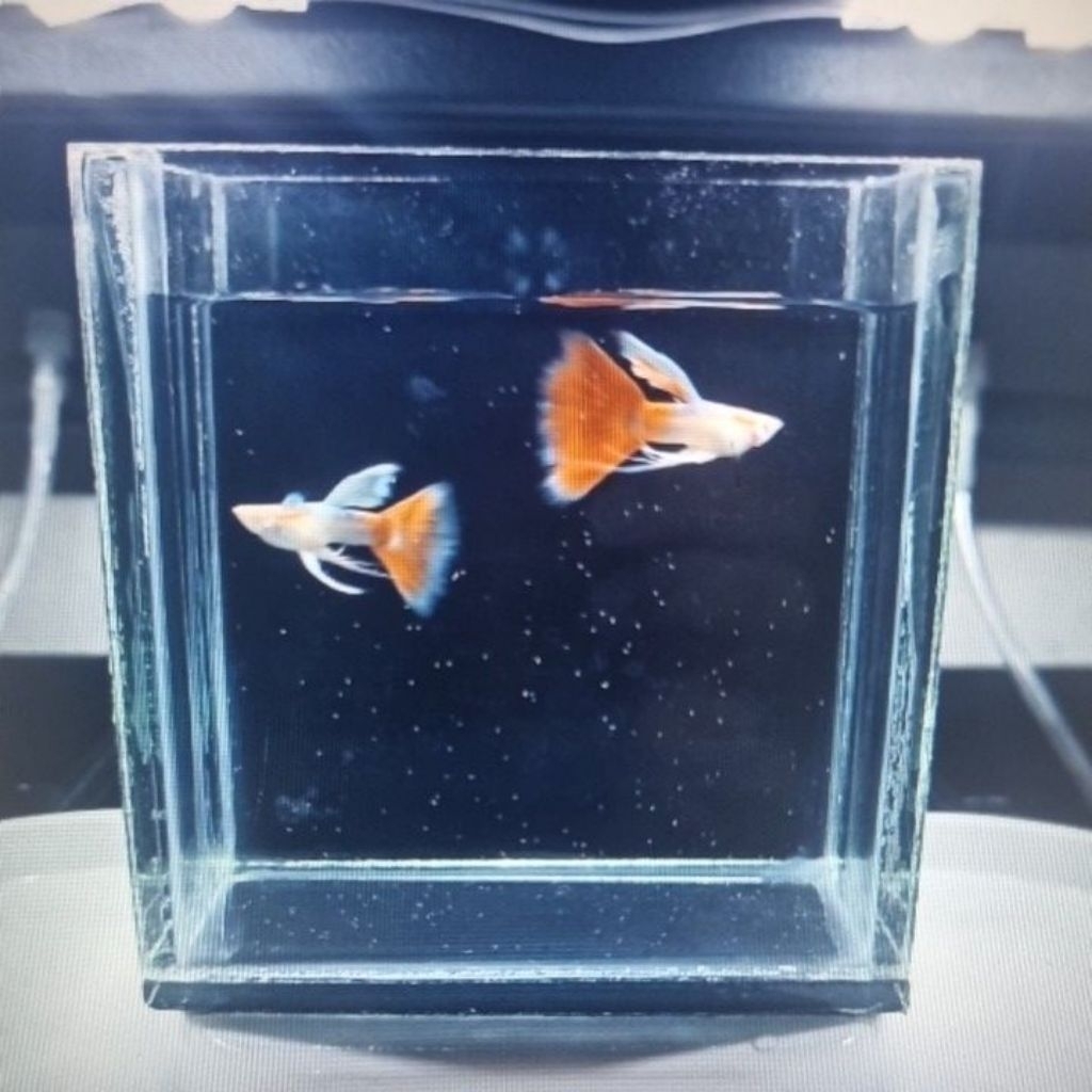 Hiasan Aquarium Guppy Sky Red Ribbon
