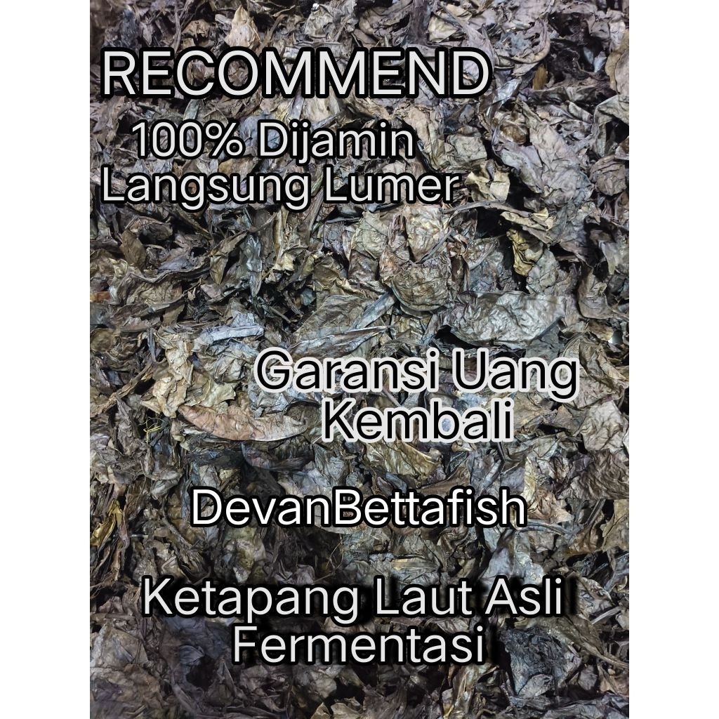 DAUN KETAPANG MERAH LAUT/ RED CATAPPA KERING OLAHAN HASIL FERMENTASI SUPER GRADE A++ BISA UNTUK CUPA