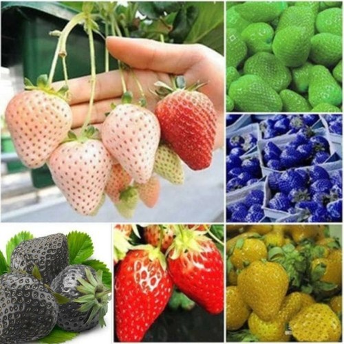ANEKA - Benih Buah Strawberry California Jumbo Rainbow
