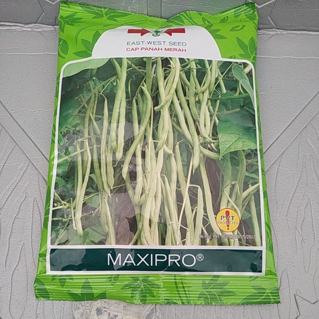 bibit buncis MAXIPRO 500grm buncis panah merah