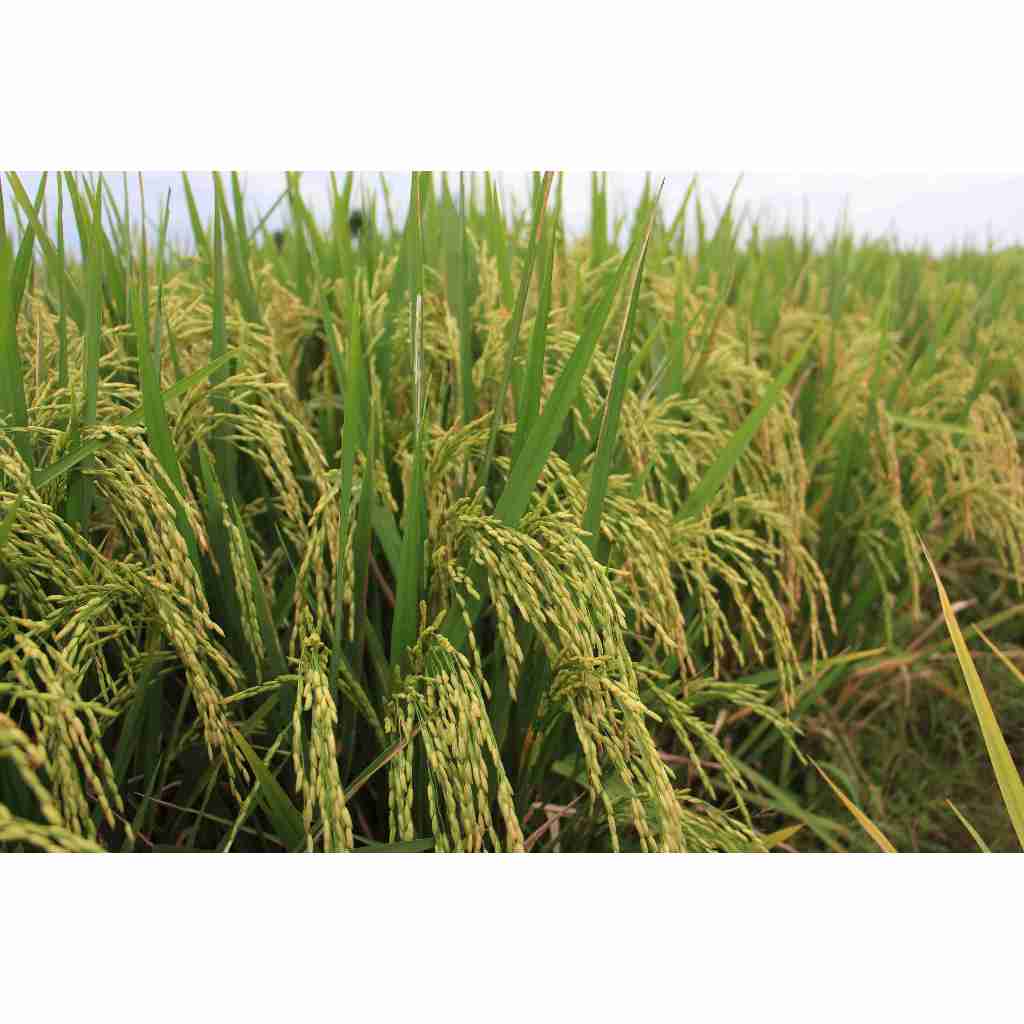Benih Padi SITU BAGENDIT (AGRO SENTOSA)