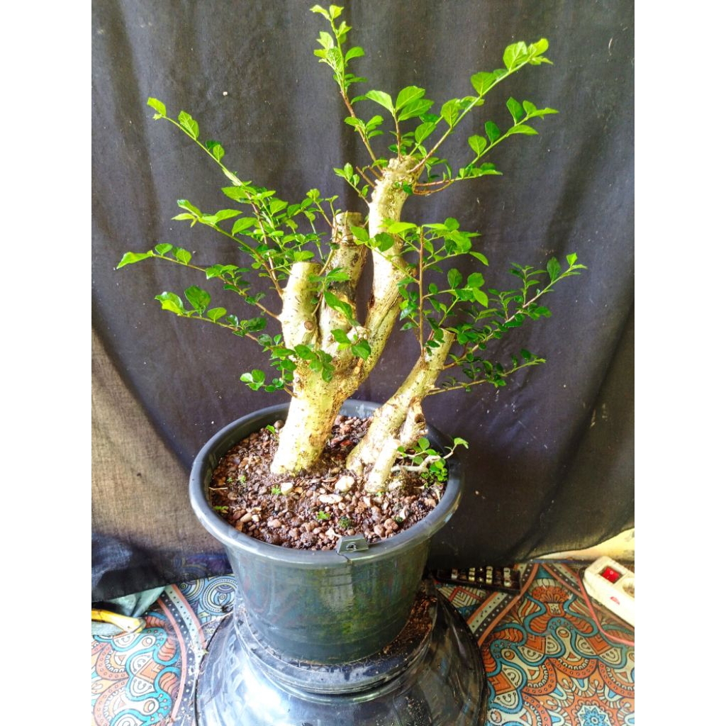 Bahan bonsai serut subur medium