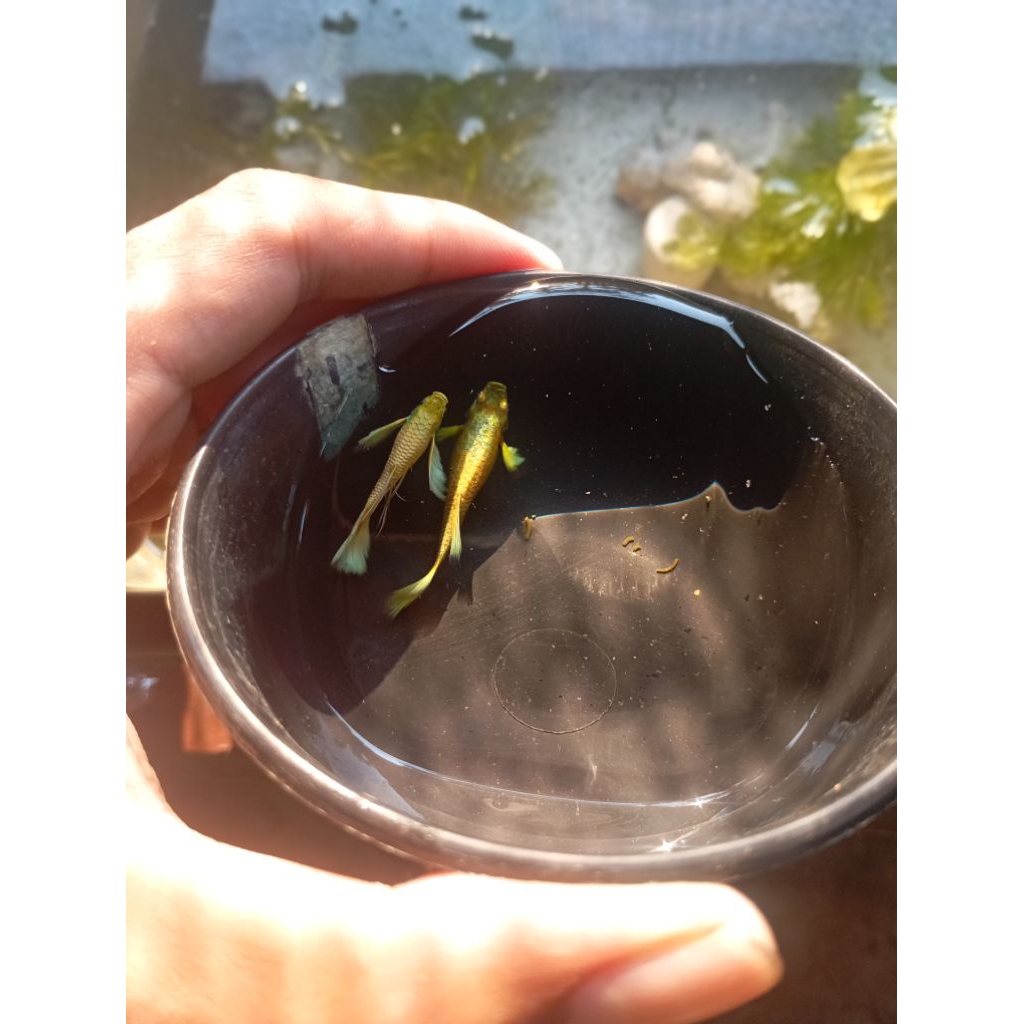 Guppy FullgoldRibon+normal Hiasanakuarium