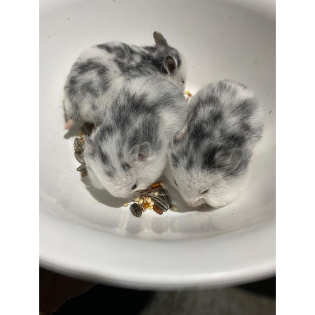 hamster syirian varian fujiyama