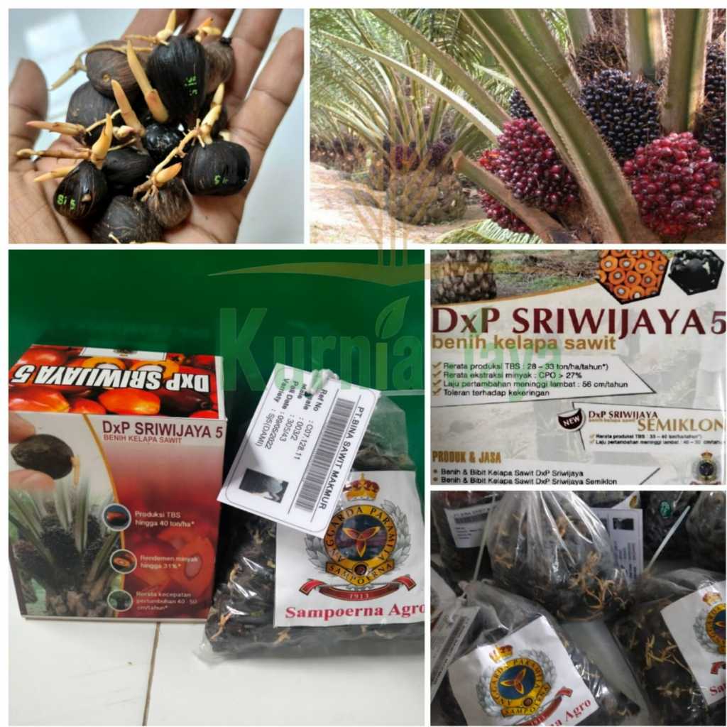 Bibit Benih Kelapa Sawit Unggul Sriwijaya 5 - Sriwijaya 6 - Isi 250 Butir Bersertifikat Resmi