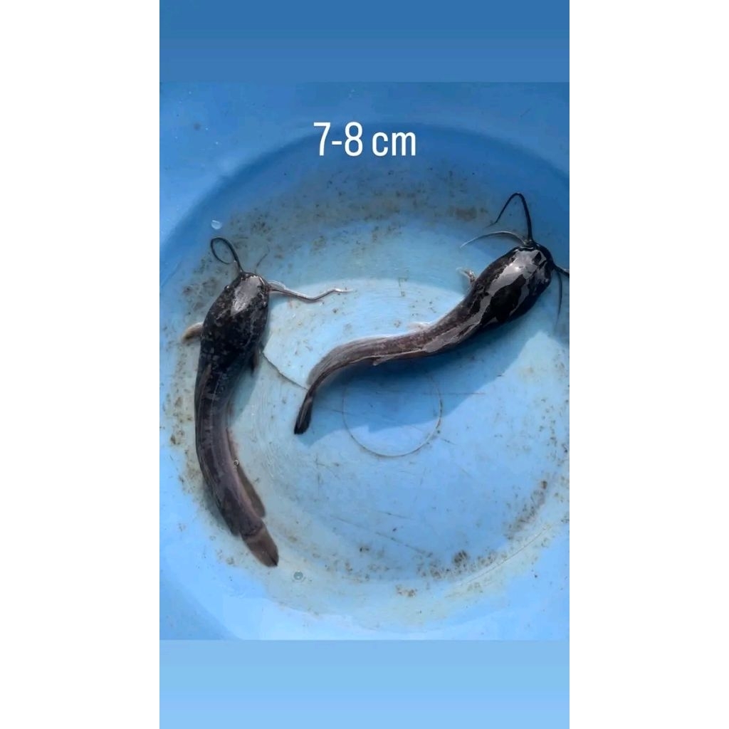 Bibit ikan lele ukuran 7-8cm paketan isi 20ekor