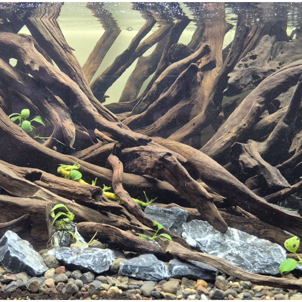 Kayu Santigi Laut Kecil - Aquascape - Paludarium - Terarium - 16
