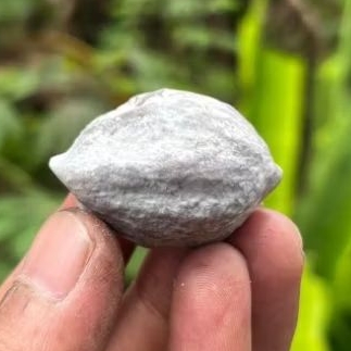 MUNCANG KEMIRI ADU_ JAWA SI REANG