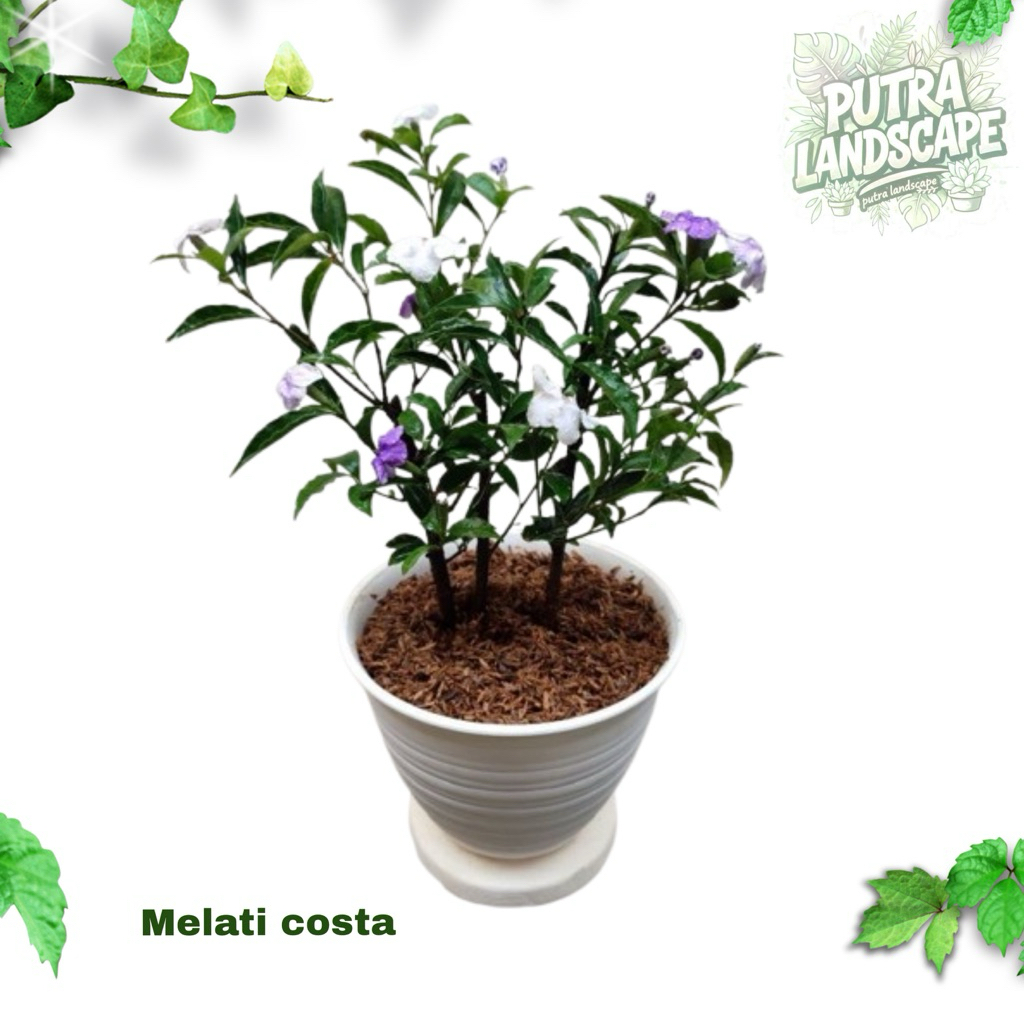 Tanaman hias melati costa bunga harum / melati costa