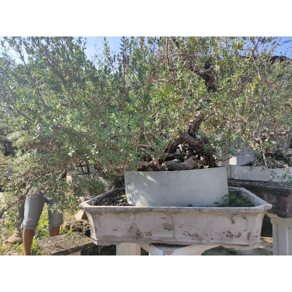 Bonsai Santigi Jumbo