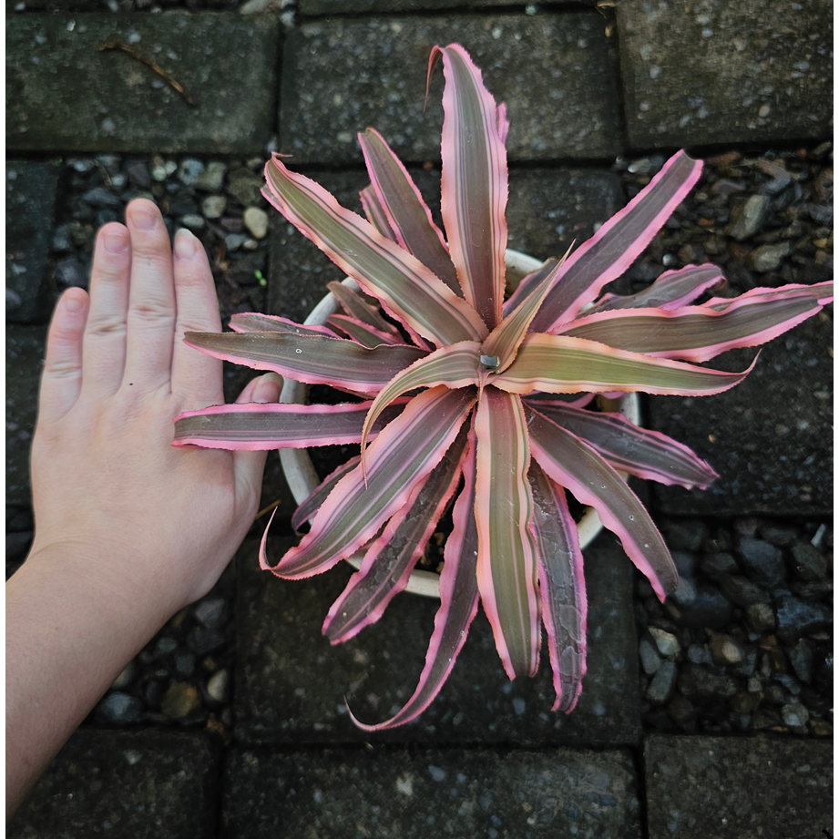 Paket KAKTUS SUKULEN Cryptanthus Pink Besar Earth Star  - Tumbuhan Hidup Tanaman Hias Asli Murah Mak