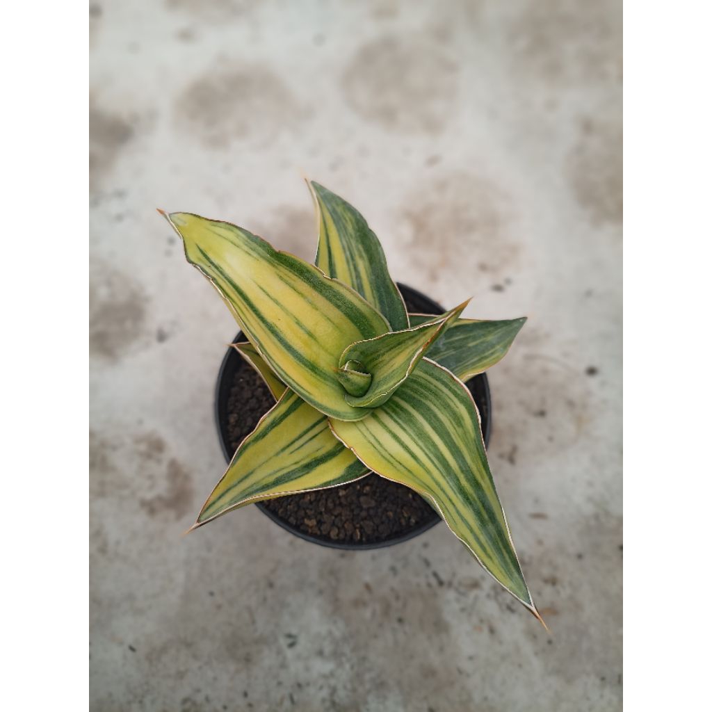 Sansevieria Kimayo Variegated