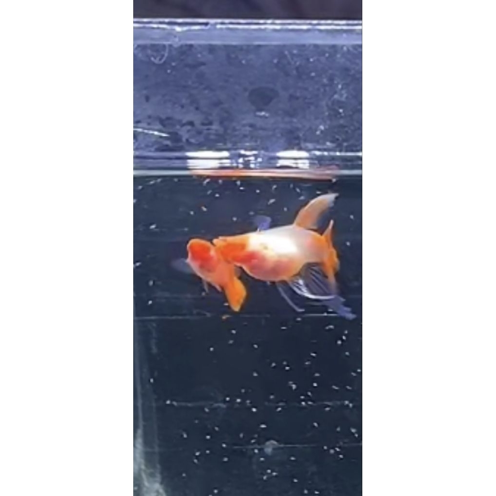 (Hiasan Aquarium)Guppy albino koi ribbon thick SB GB