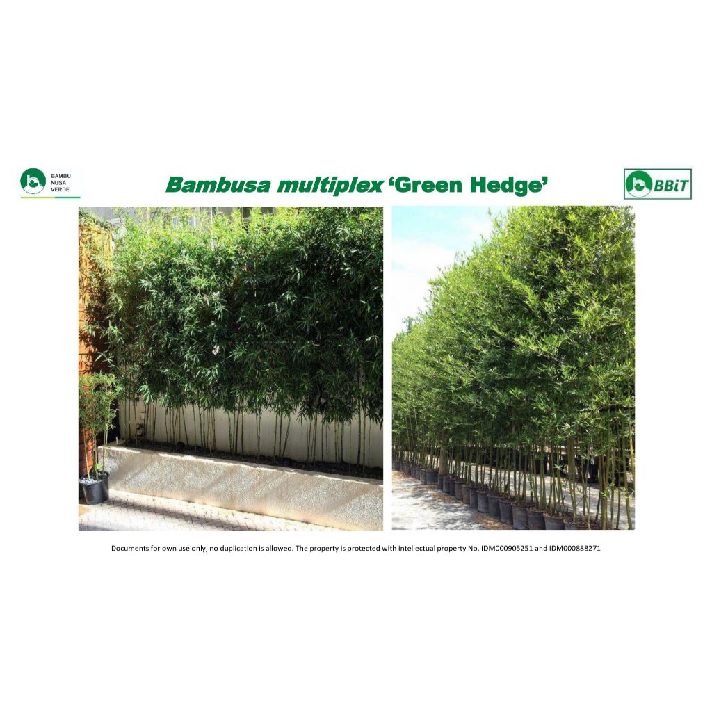 Bibit bambu pagar (cina) / Bambusa multiplex 'Green Hedge' / bambu kultur jaringan / bambu hias