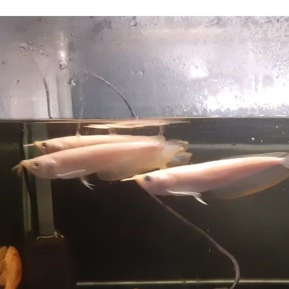 Arwana Silver Albino 10-12cm