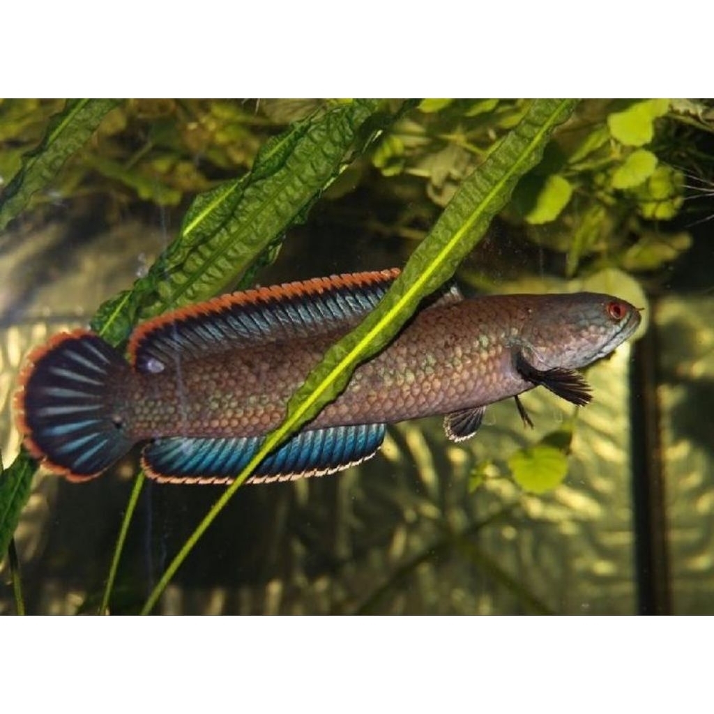 chana limbata gendong telurr|| size 12-15cm