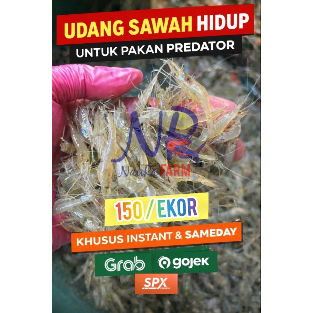 TERMURAH Udang Sawah Bening Hidup Pakan Protein Tinggi - Ikan Predator Arwana Oscar Kura kura dll