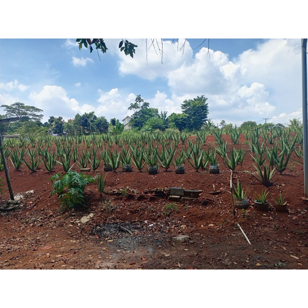 Bibit Lidah Buaya Jumbo - Aloevera Super Jumbo COD