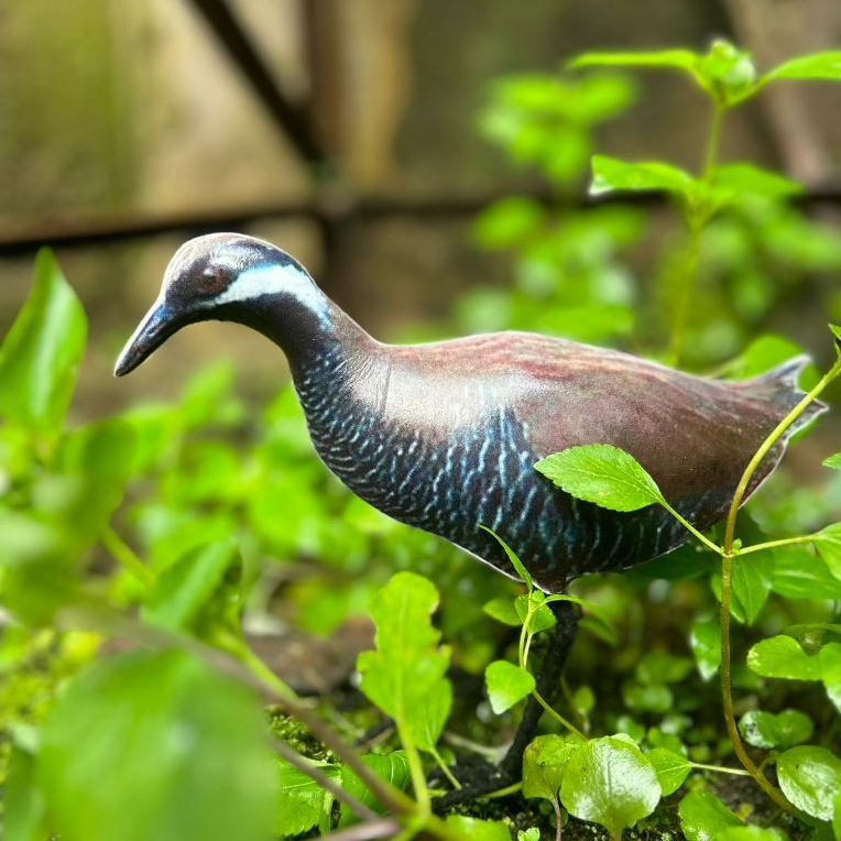 Patung Jontrot Burung Sintar zebra