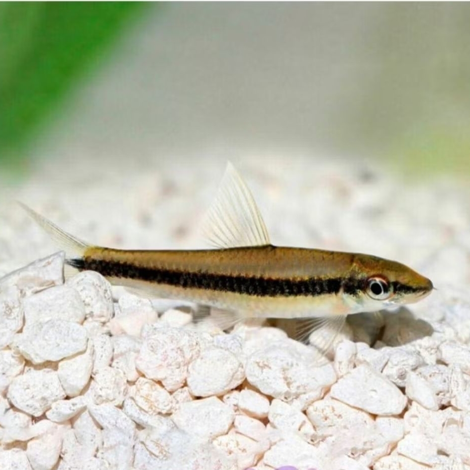 Ikan Hias Sae Siamese Algae Eater/ikan pemakan lumut