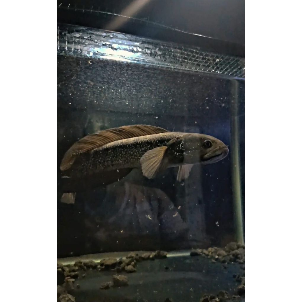 Ikan Channa Asiatica Ws Full Mutiara Gondrong - Ukuran 7-17cm