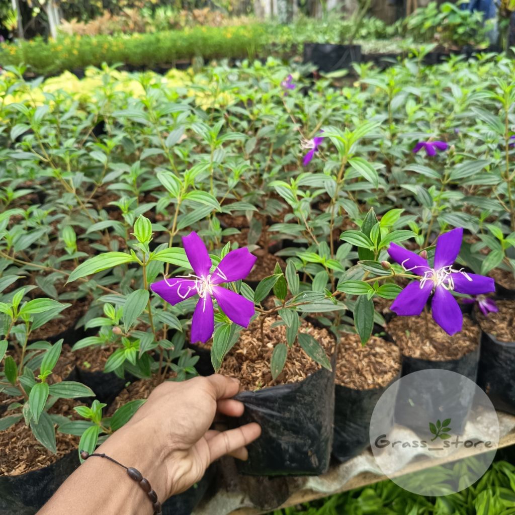 Tanaman Bunga Senggani - Tanaman hias Bunga senggani ungu - tanaman bunga senggani